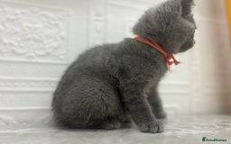 Russian Blue cats for sale: Russian Blu/British Blu - Image 10