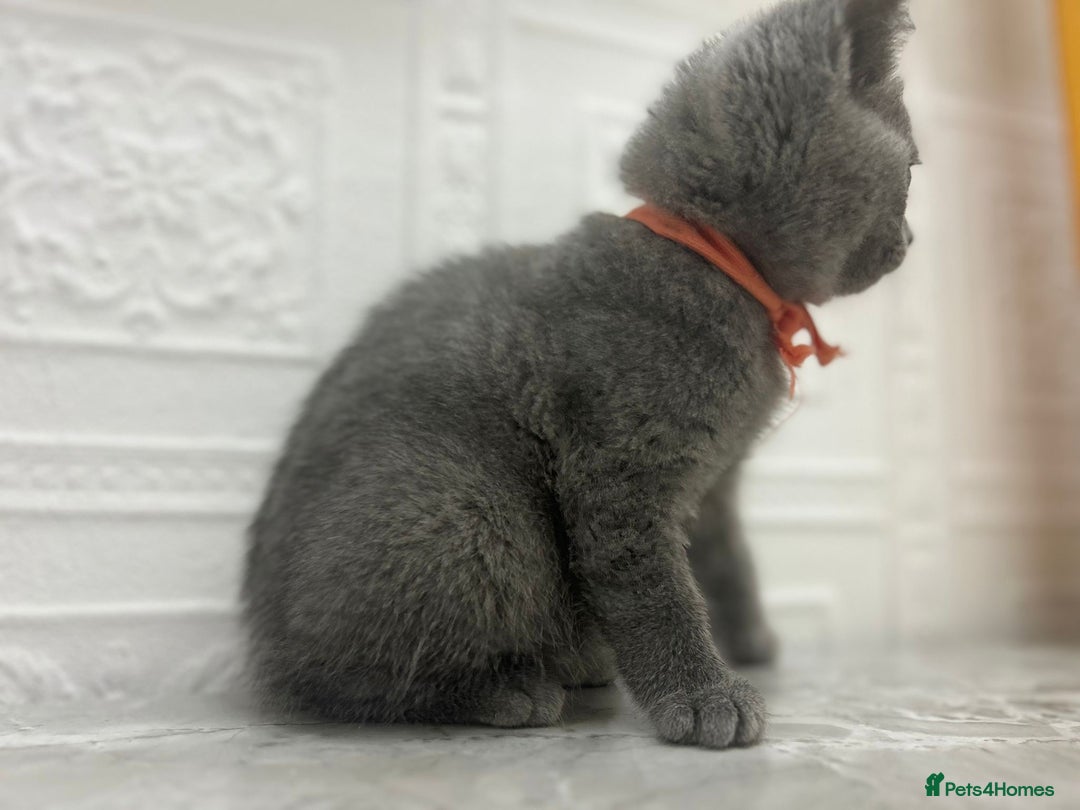 Russian Blue cats for sale: Russian Blu/British Blu - Image 10