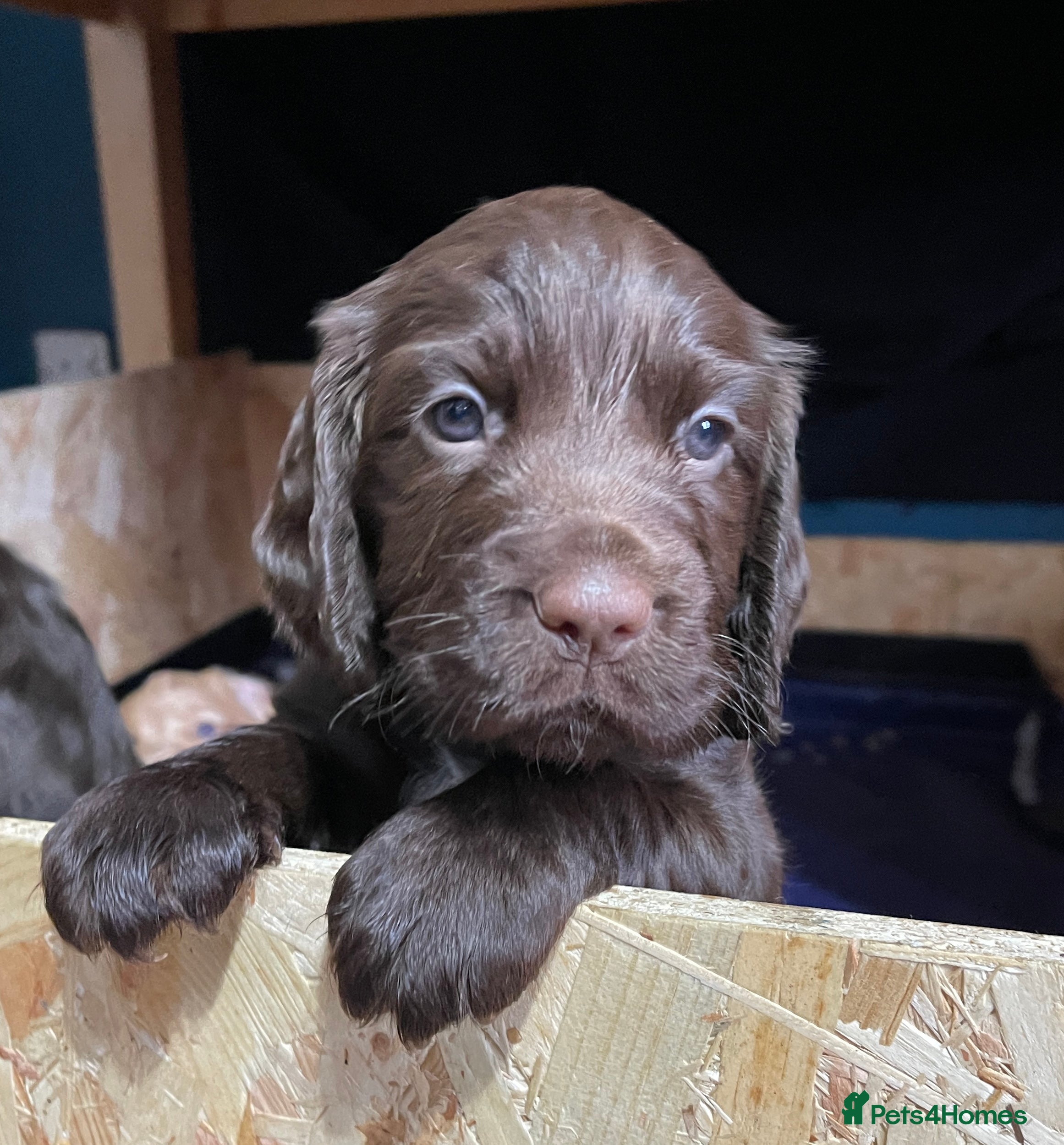 Cocker Spaniel dogs Working cocker spaniels - Advert 11