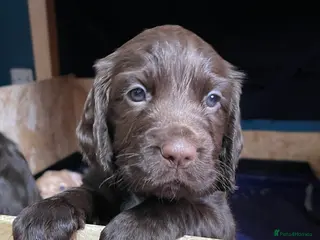 Cocker Spaniel dogs Working cocker spaniels - Advert 3