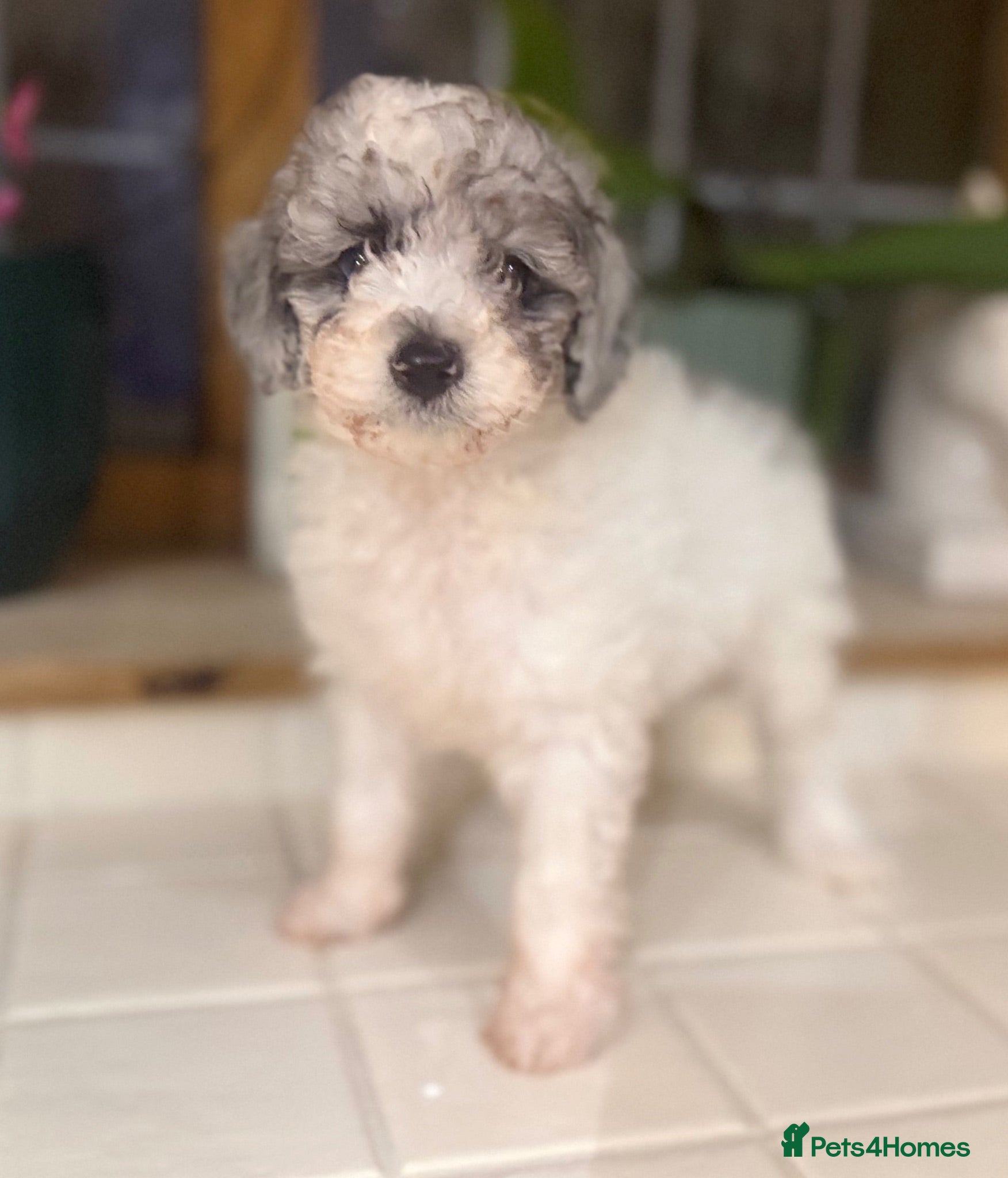 Toy Poodle dogs Stunning Toy poodle puppy boys  - Advert 2