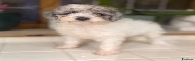 Toy Poodle 1