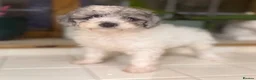 Toy Poodle dogs for sale: Stunning Toy poodle puppy boys  - Advert 2