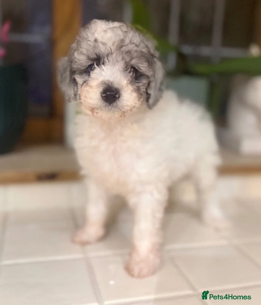Toy Poodle dogs for sale: Stunning Toy poodle puppy boys  - Advert 2