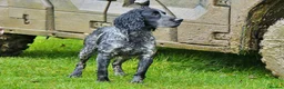 Cocker Spaniel dogs for stud: Stunning Blue Roan Cocker for stud in Tewkesbury - Advert 2