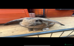 Mixed Breed rabbits for sale: Female rabbit for rehome - Image 2