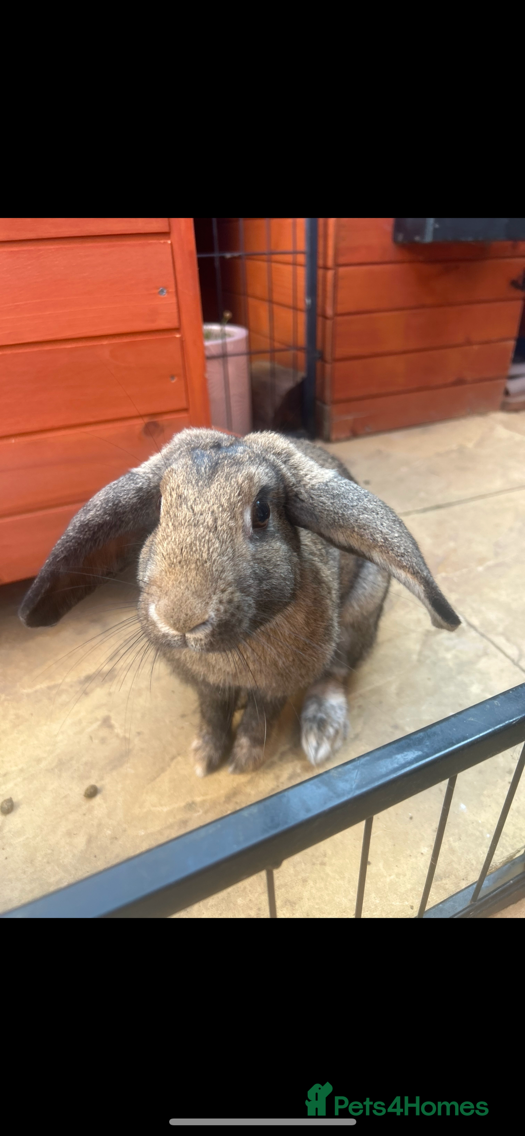 Mixed Breed rabbits for sale: Female rabbit for rehome - Image 2