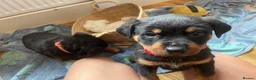 Rottweiler dogs for sale: Beautiful full bread Rottweiler pups  - Advert 12