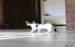 British Shorthair cats for sale: 2 Bundles of Joy!! Ready now!! - Image 18