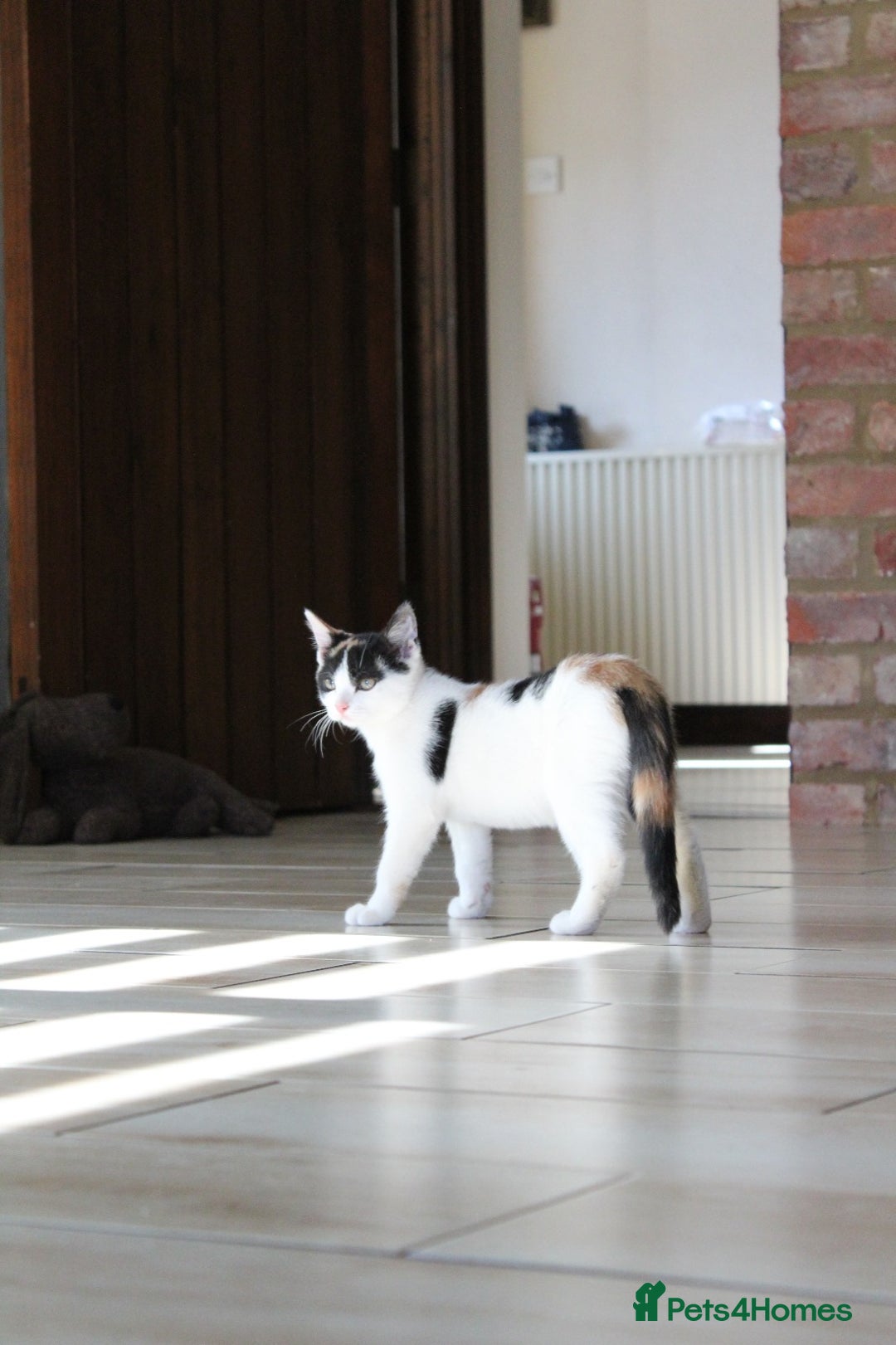 British Shorthair cats for sale: 2 Bundles of Joy!! Ready now!! - Image 18