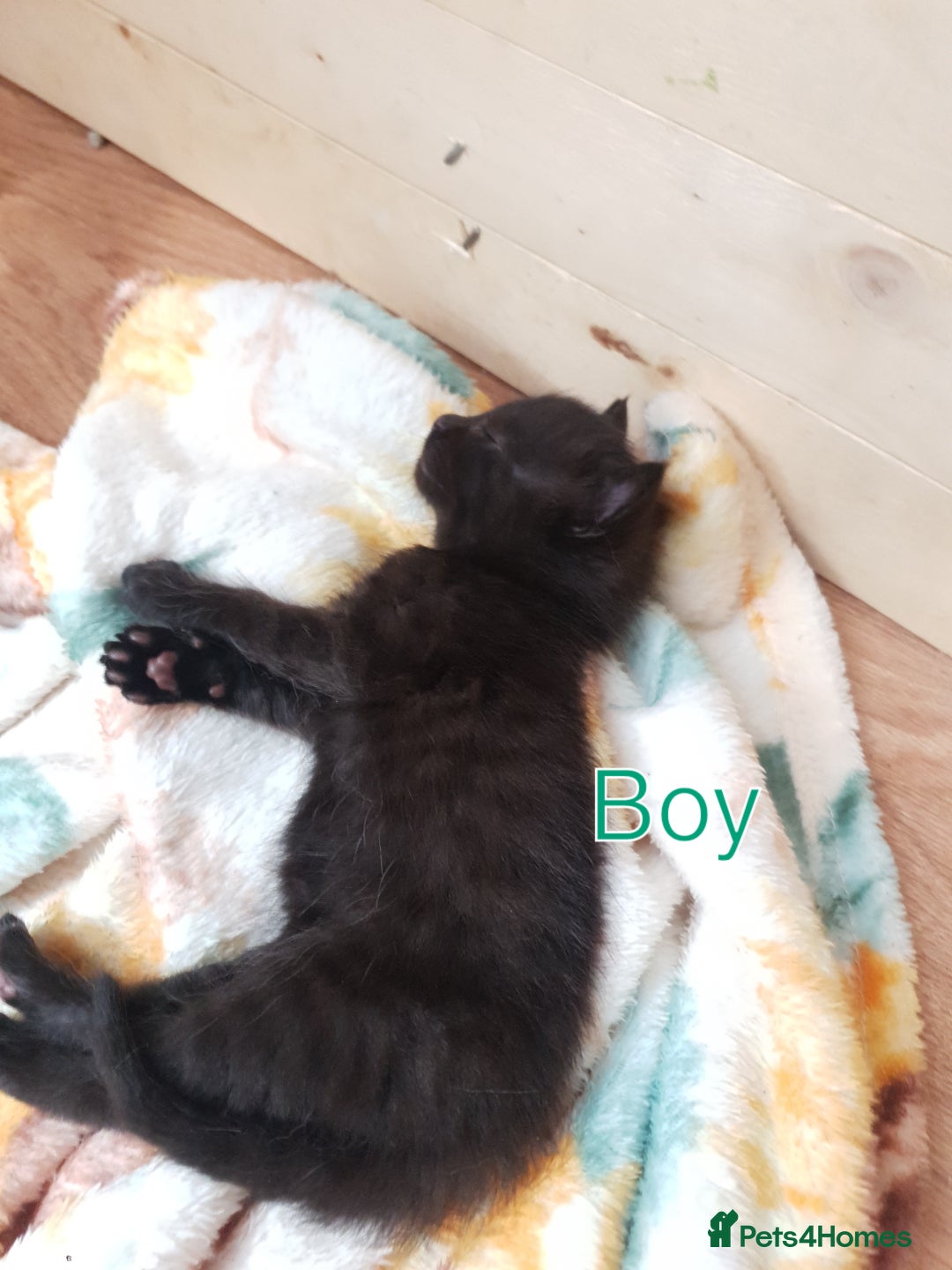 British Shorthair cats for sale: 5 British short hair cross silver bengle kittens - Image 3