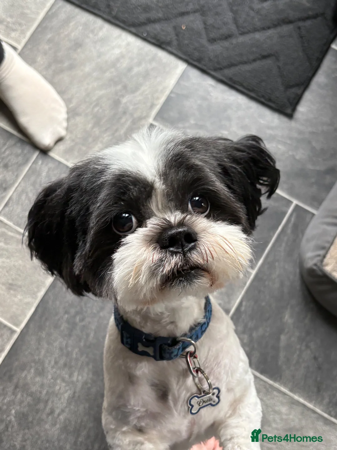 Lhasa Apso dogs for stud: KC registered Lhasa for stud - Advert 2
