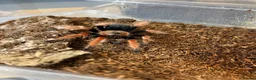 Mixed Breed invertebrates for sale: Various Invertebrates At Urban Exotics  - Advert 36