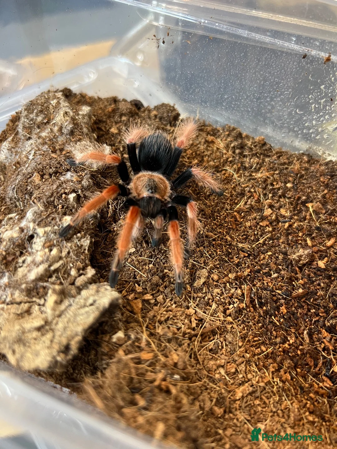 Mixed Breed invertebrates for sale: Various Invertebrates At Urban Exotics  - Advert 36