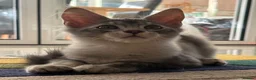 Maine Coon cats for sale: Maine Coon Kitten - Advert 4