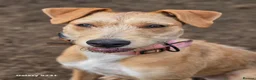 Mixed Breed dogs for sale: Fern 2 years old  in Dukinfield - Advert 17
