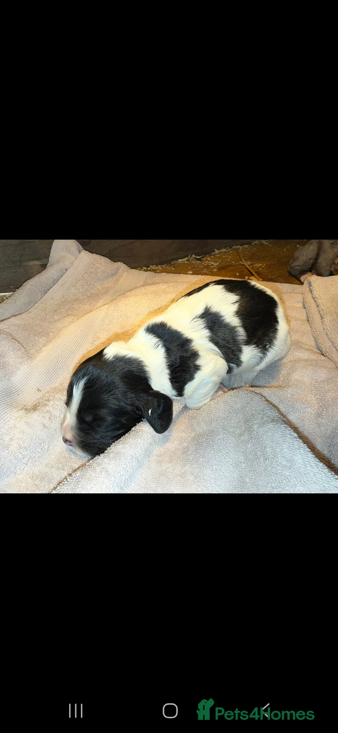 Cocker Spaniel dogs for stud: Merle Cocker stud in Shildon - Advert 25