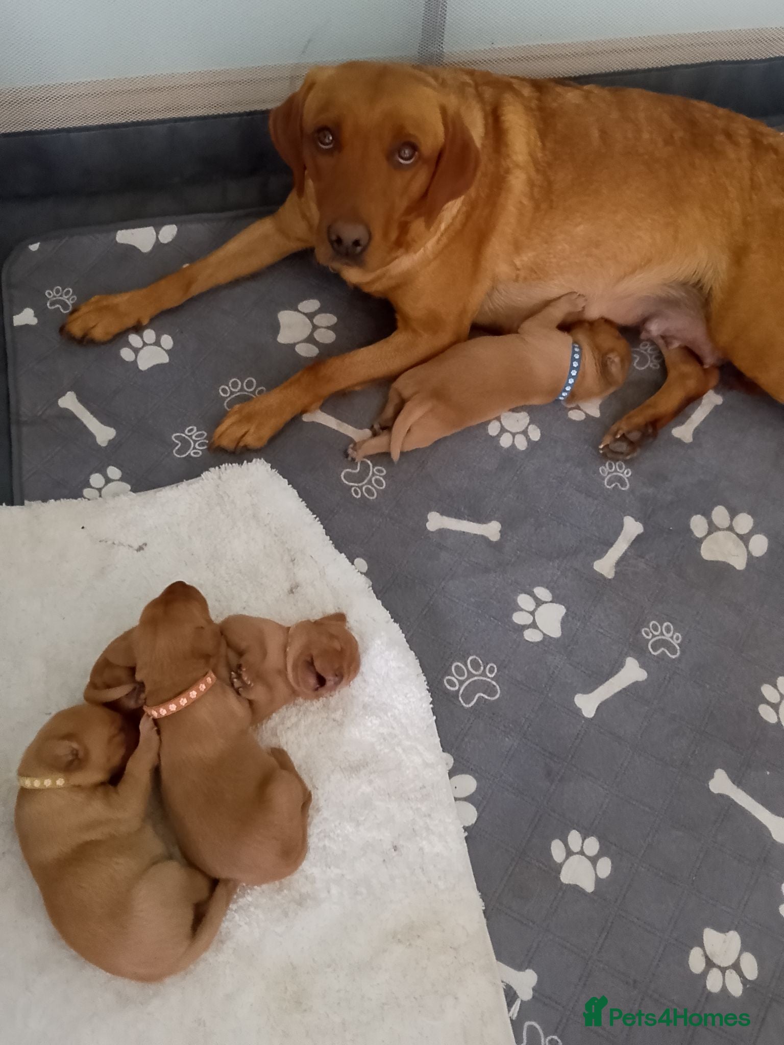 Labrador Retriever dogs Fox Red Labrador - Advert 1