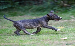 Mixed Breed dogs for sale: Wheatenbull Puppies English Bullterrier x Wheaten  in Egham - Image 3