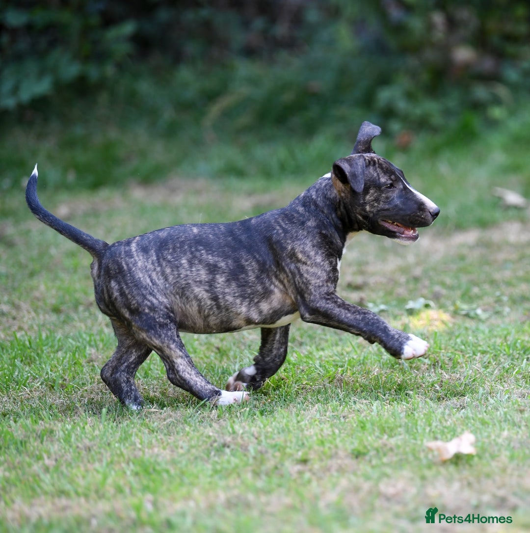 Mixed Breed dogs for sale: Wheatenbull Puppies English Bullterrier x Wheaten  in Egham - Image 3