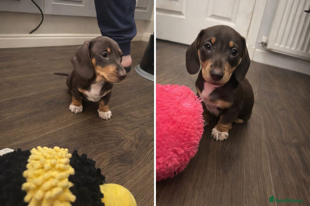 Miniature Dachshund dogs for sale: Only 3 chocolate drops left, ready now  - Advert 3