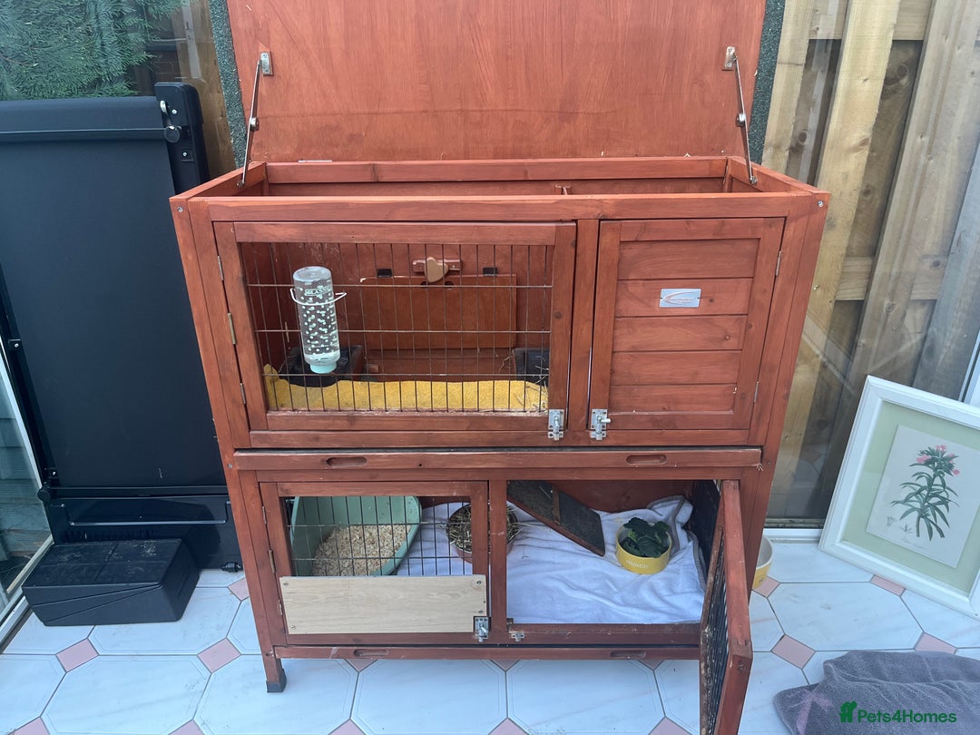 Mixed Breed rabbits for sale: Rabbit for sale  - Advert 4