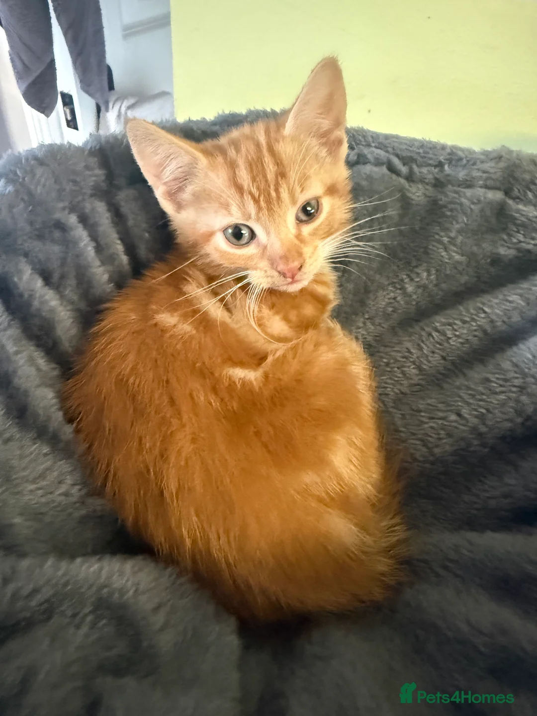 Domestic Shorthair cats for sale: Last little ginger boy  - Advert 3