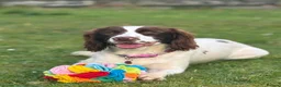 Sprocker dogs for sale: Beautiful Sprocker Spaniel - Advert 9