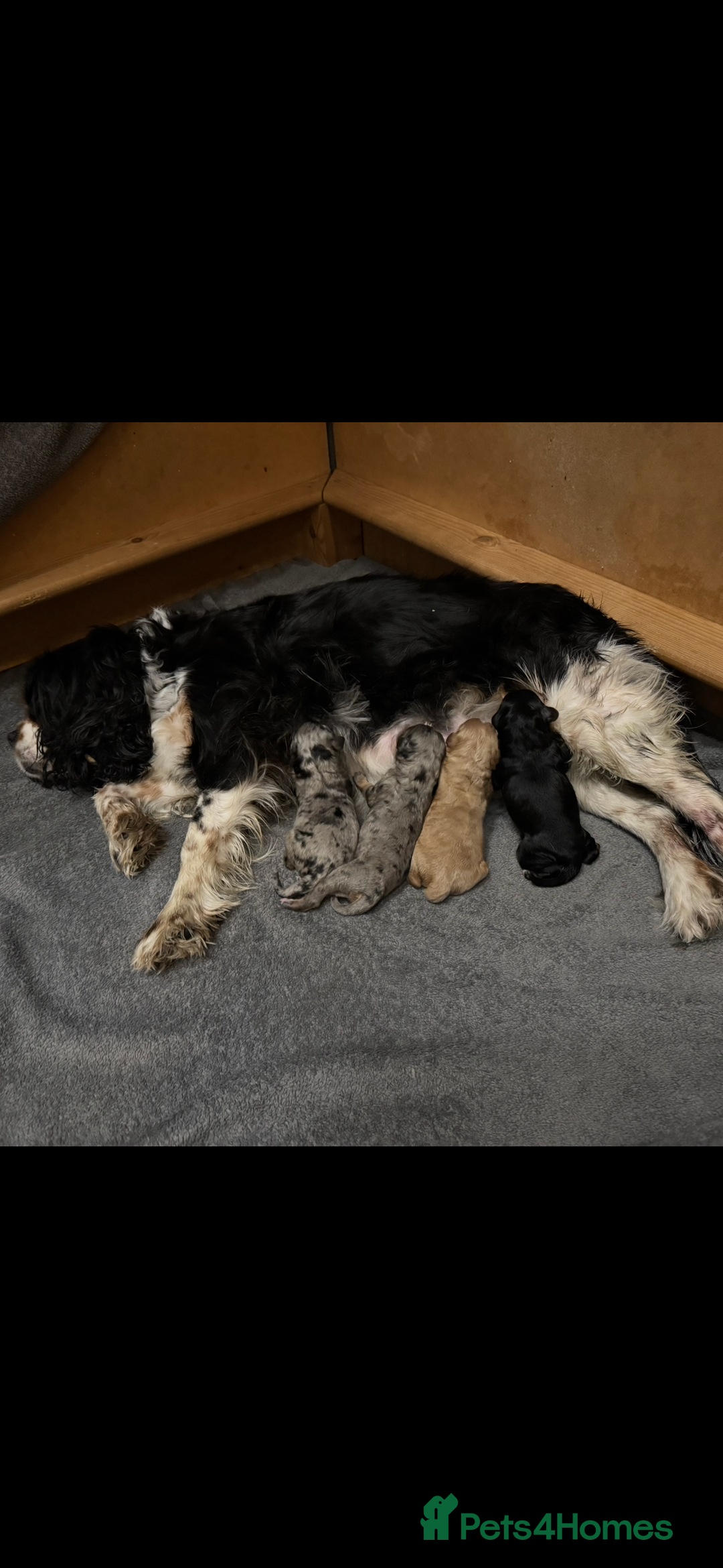 Cavapoo dogs for sale: Never been seen before 💙💖 - Advert 5