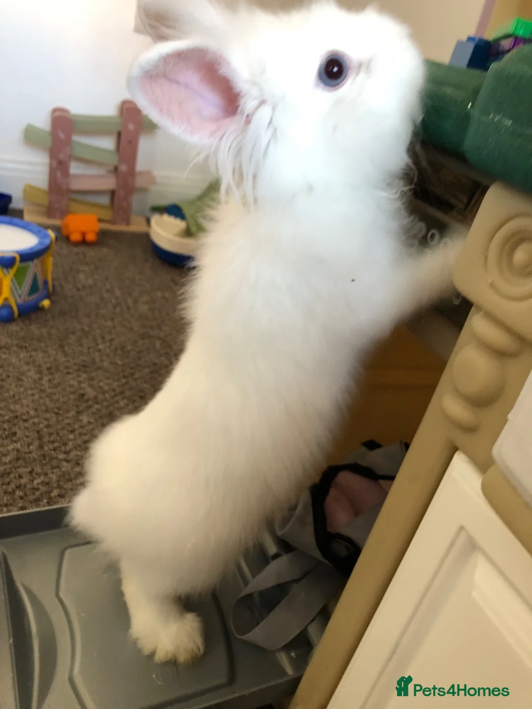 Lionhead rabbits for sale: Lionhead rabbit  in Wolverhampton - Advert 2