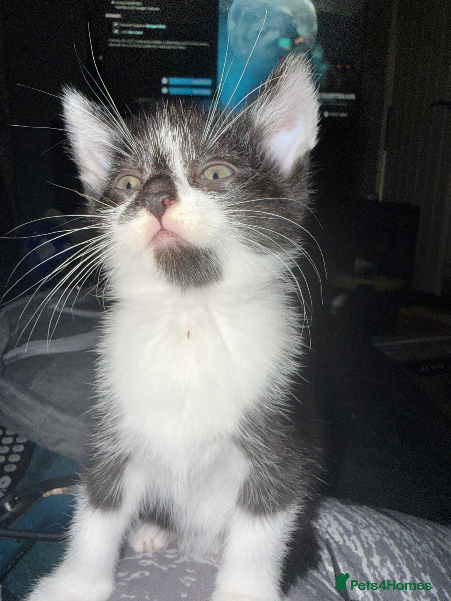 Mixed Breed cats 5 babys available  - Advert 11