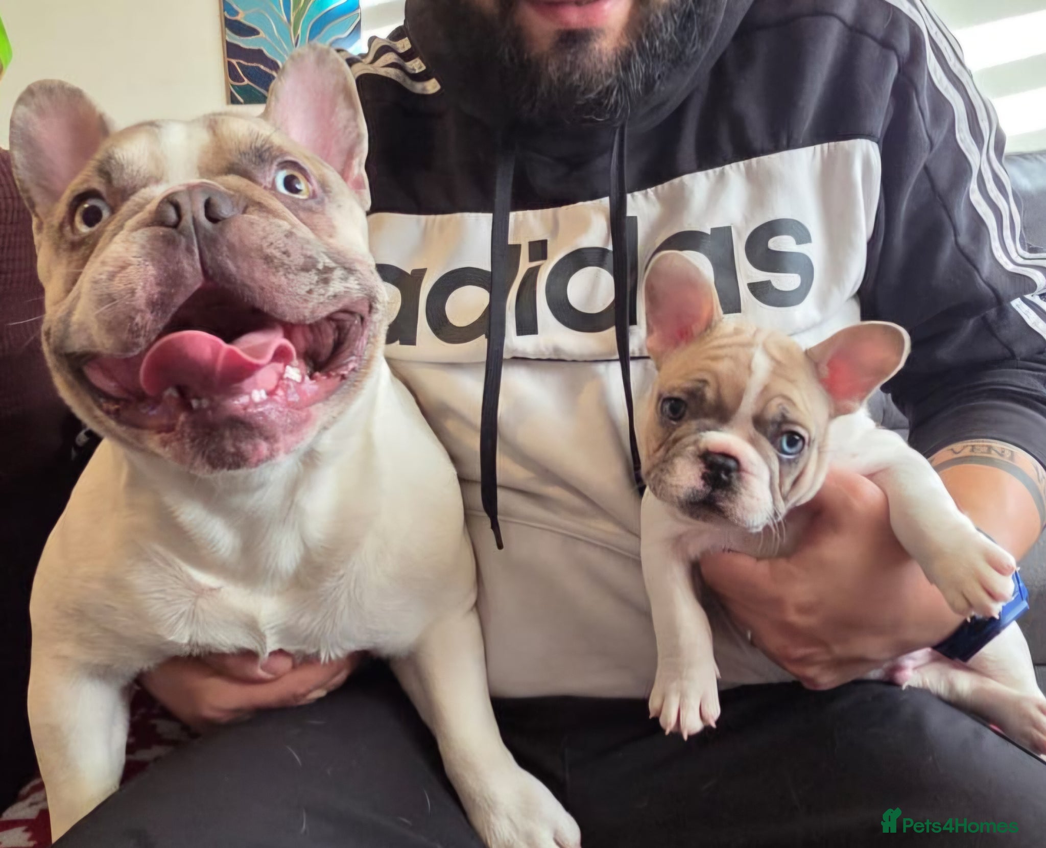 French Bulldog dogs French Bulldog Puppies for rehome - Advert 1