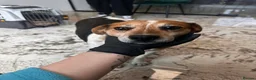 Mixed Breed dogs for adoption: Beauty for adoption in Hastings - Advert 4