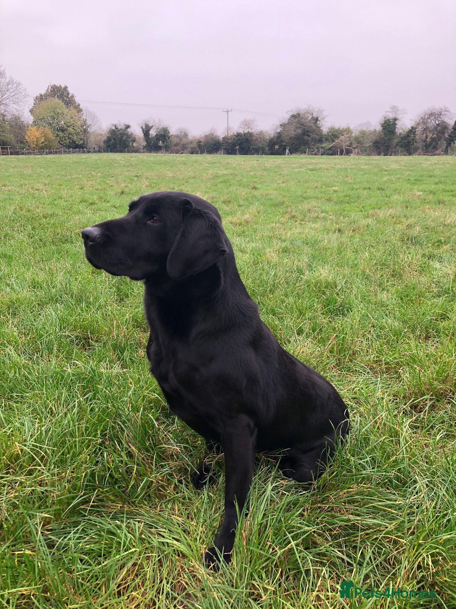 Labrador Retriever dogs for sale: Proper KC working Labradors. - Advert 6