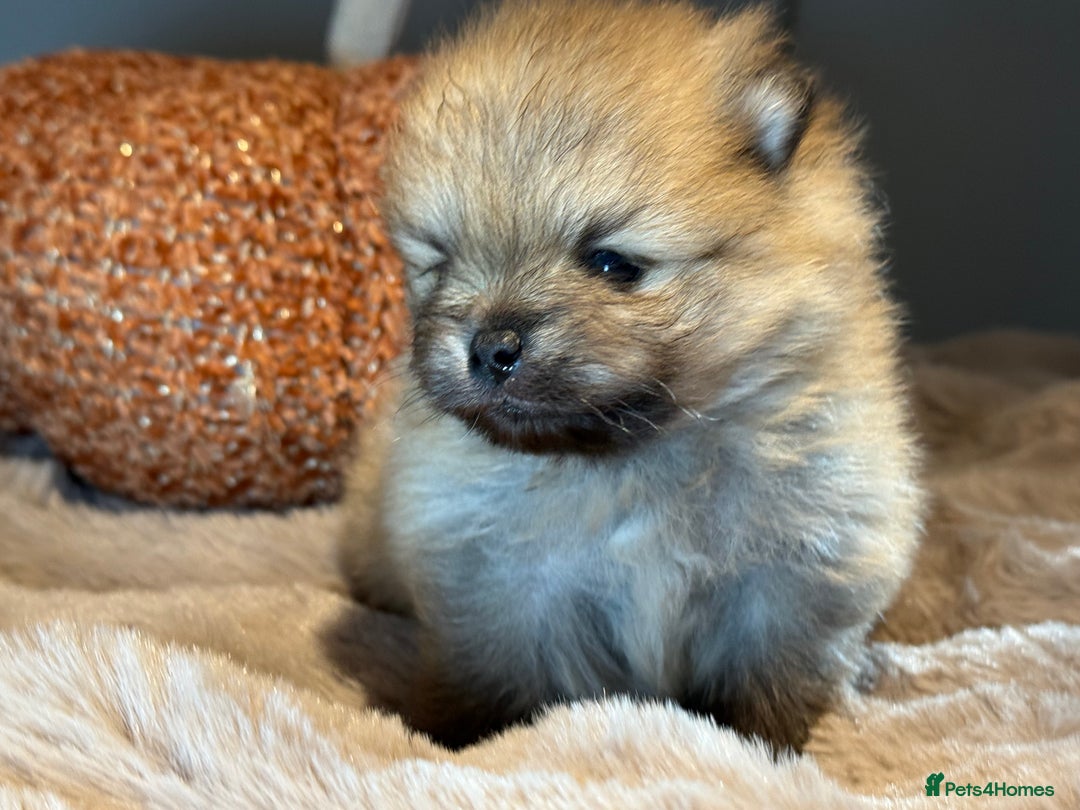 Pomeranian dogs for sale: Stunning Pomeranian  - Image 2
