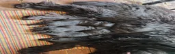 Newfoundland dogs for sale: KC Registered Black Newfoundland Puppies  in Moffat - Advert 3