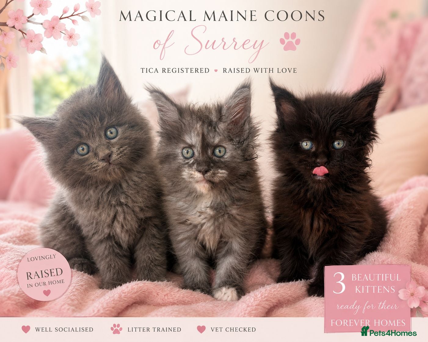 Maine Coon cats Ready Now Gorgeous TICA® Maine Coon Kittens ❤️❤️❤️ - Advert 1