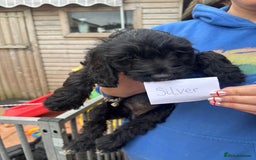 Cockapoo dogs for sale: F1 Puppies for Sale - Image 7