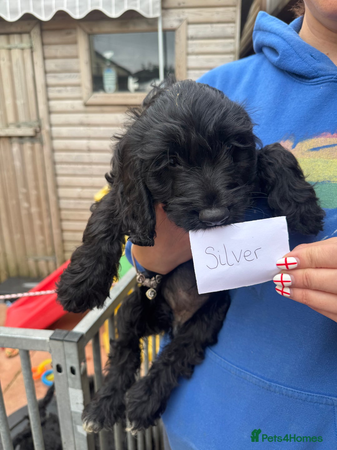 Cockapoo dogs for sale: F1 Puppies for Sale - Image 7