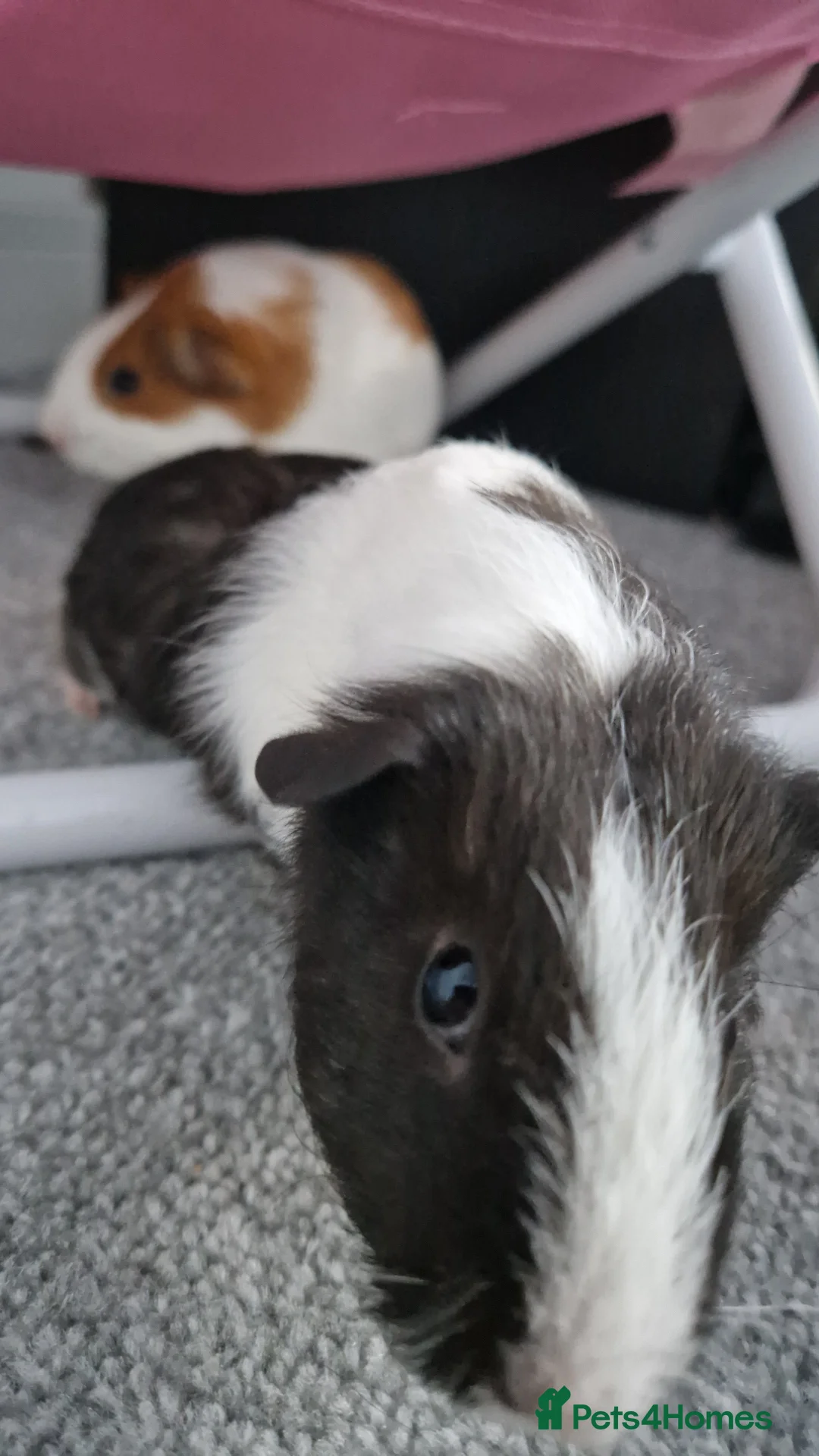 Guinea Pig rodents for sale: Guinea pigs and full set up - Advert 6