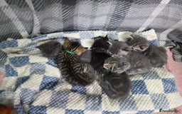 Mixed Breed cats for sale: Beautiful kittens  - Image 28