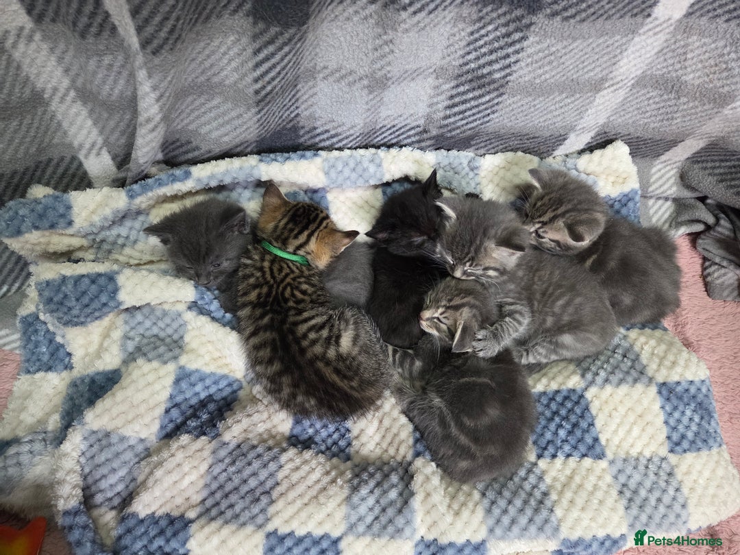Mixed Breed cats for sale: Beautiful kittens  - Image 28