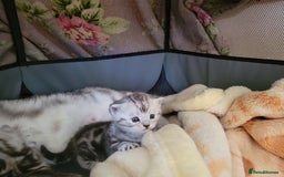 British Shorthair cats for sale: British Shorthair Silver Tabby  - Image 4