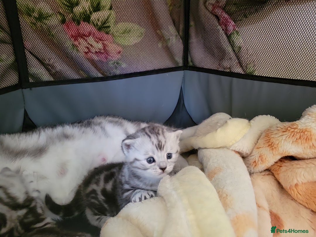 British Shorthair cats for sale: British Shorthair Silver Tabby  - Image 4