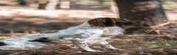 English Springer Spaniel dogs for sale: Kc springer spaniel puppies due soon - Advert 4