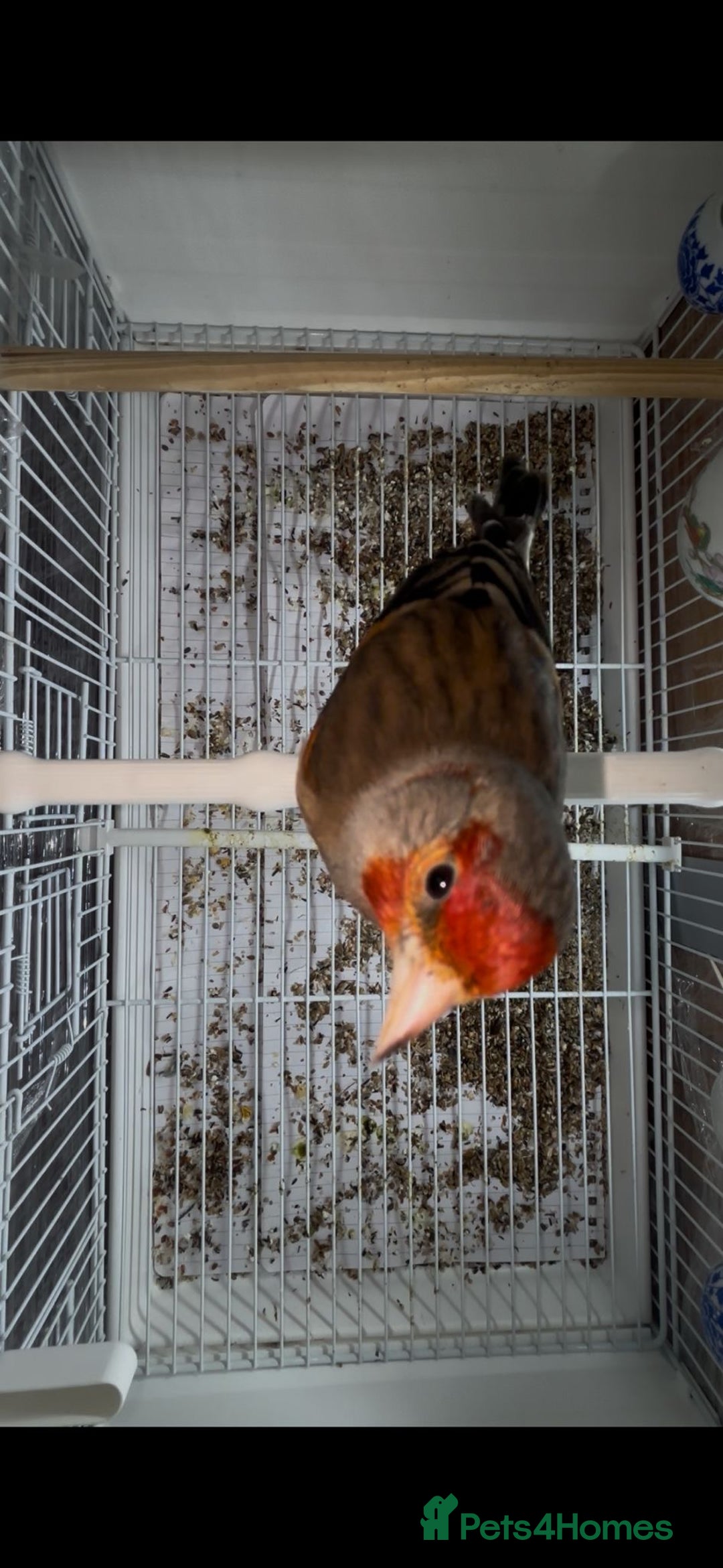 Finches birds for sale: Goldfinches mixed with Canary  - Advert 1