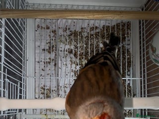 Finches birds Goldfinches mixed with Canary - Advert 1