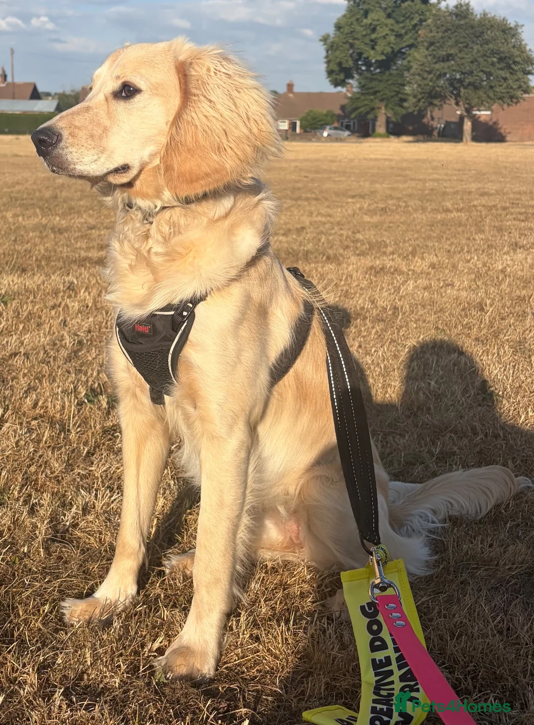 Mixed Breed dogs for sale: Cocker cross for rehome - Advert 4