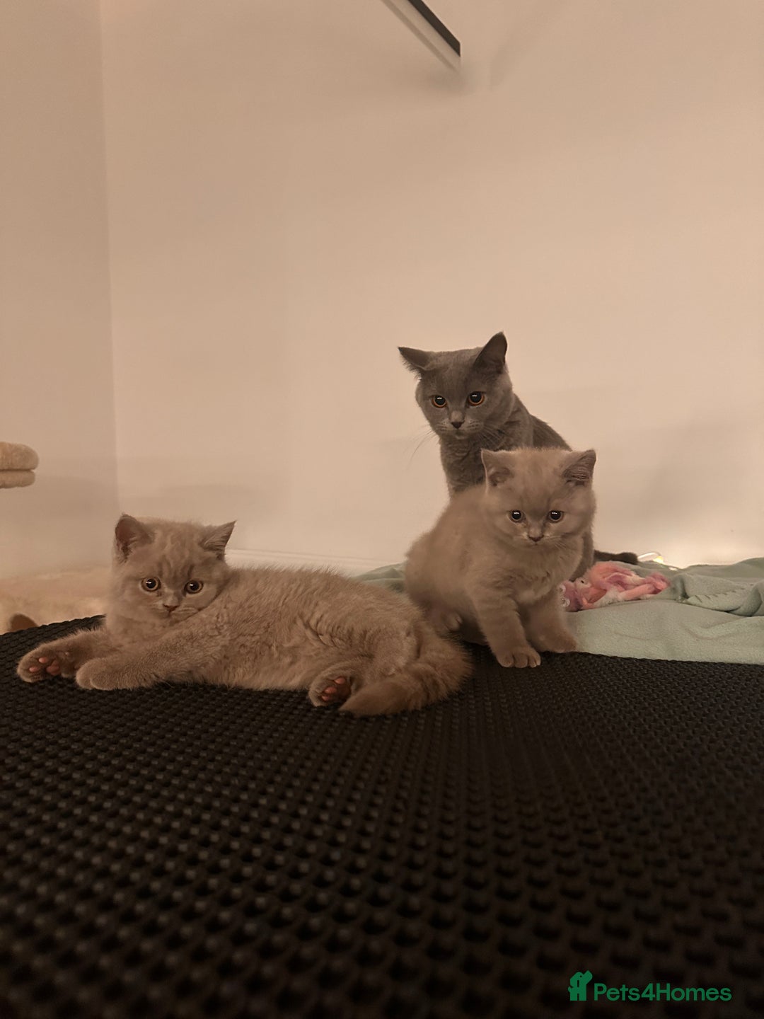 British Shorthair cats for sale: 2 lilac British shorthair boys 🐻💙🐻 - Image 6