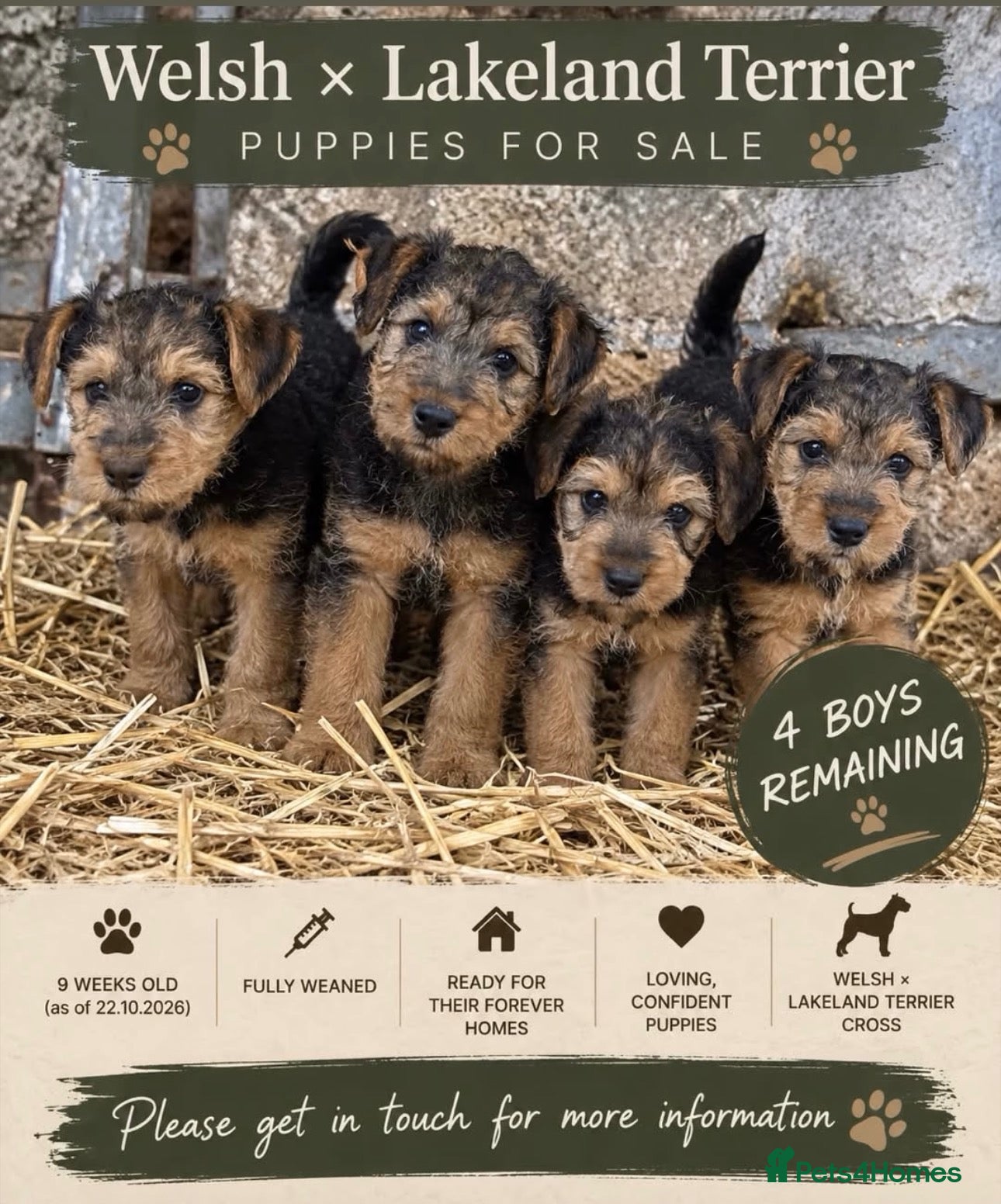 Mixed Breed dogs for sale: Lakeland/Welsh terriers (welkies) - Advert 1